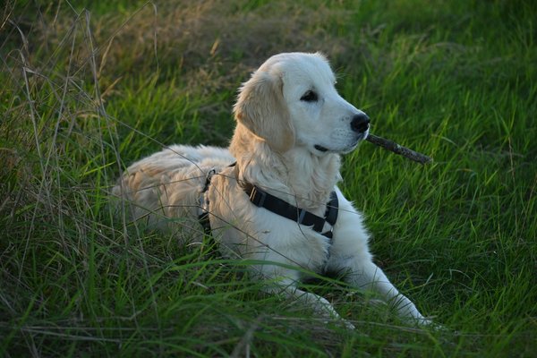 Choisir le gilet de sauvetage pour chien idéal facilement