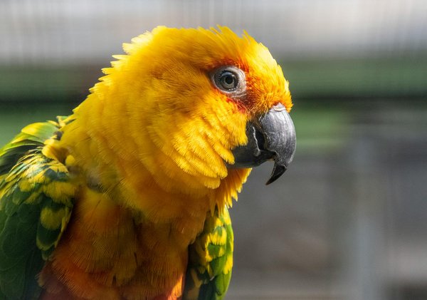 Comment les programmes de bénévolat en conservation peuvent-ils renforcer les compétences des participants ?