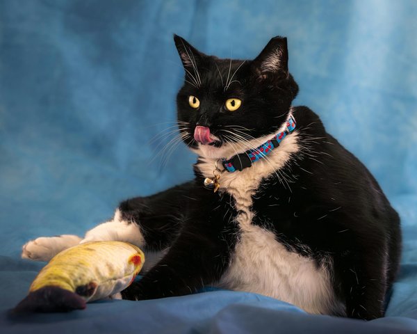 Quels sont les effets de la chasse sur les populations animales et comment réguler cette pratique ?