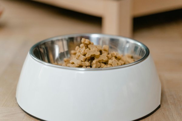 Comment choisir efficacement des croquettes pour chien adaptée à ses besoins