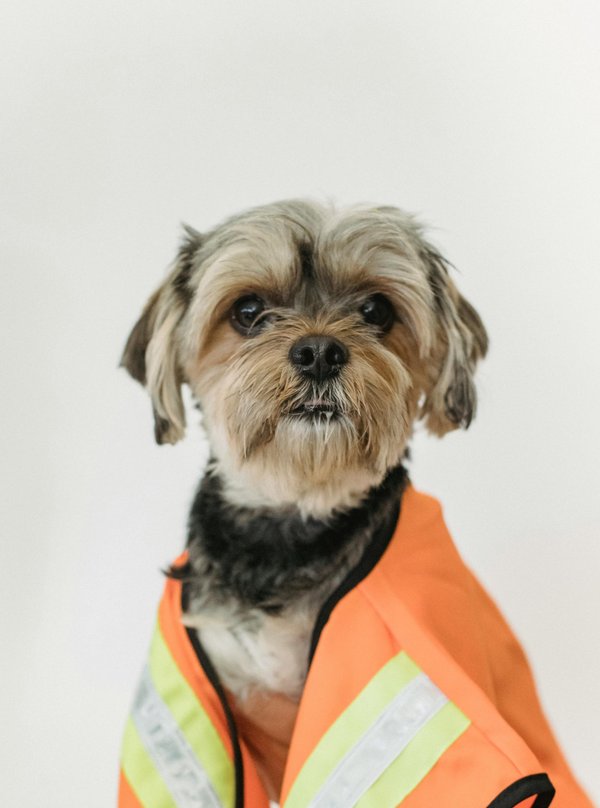 Top conseils pour trouver le meilleur gilet de sauvetage pour chien