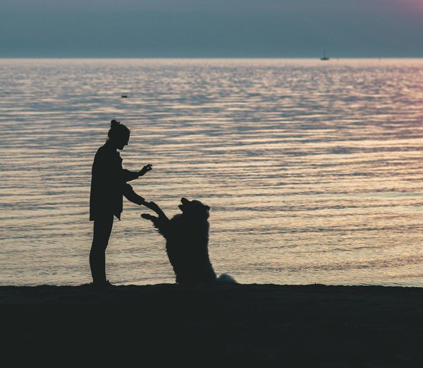 Devenir ostéopathe équin : tout sur la formation nécessaire